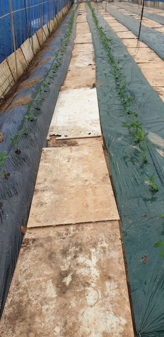 토마토아부지왕궁면님의 토마토 · 영농일지 작성글 사진