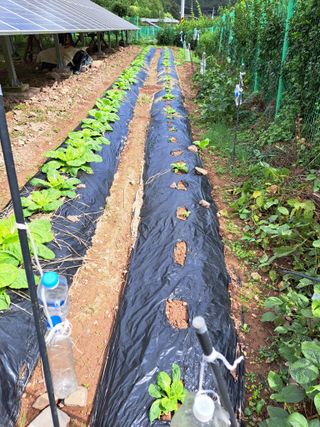 정자형님의 배추 · 영농일지 작성글 사진