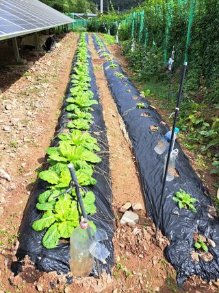 정자형님의 배추 · 영농일지 작성글 사진