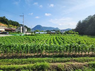 가평오디님의 들깨 · 영농일지 작성글 사진