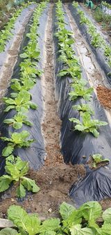 팜모닝 배추·영농일지 게시글 이미지