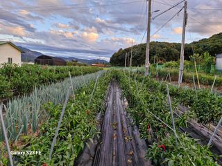 김관인님의 배추 · 영농일지 작성글 사진