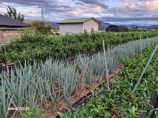 김관인님의 배추 · 영농일지 작성글 사진