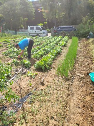 스카이2님의 기타작물 · 영농일지 작성글 사진