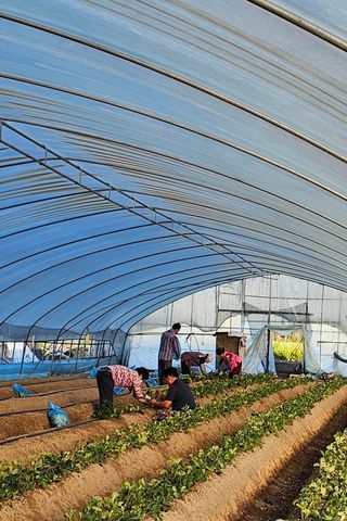 블루베리12300님의 딸기 · 영농일지 작성글 사진