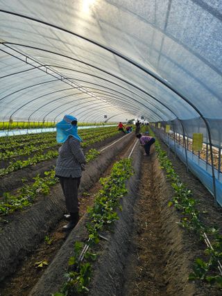 블루베리12300님의 딸기 · 영농일지 작성글 사진