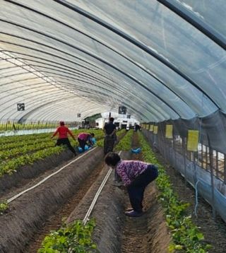 블루베리12300님의 딸기 · 영농일지 작성글 사진