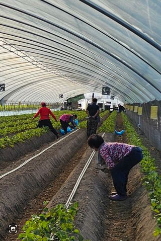 블루베리12300님의 딸기 · 영농일지 작성글 사진