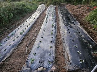 장문업 님의 배추 · 영농일지 작성글 사진