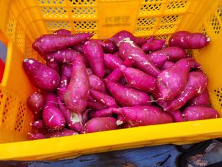 민원기님의 고구마 · 영농일지 작성글 사진