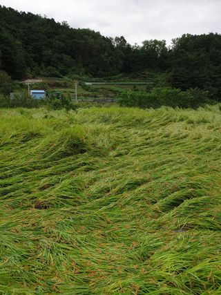 고추29286님의 벼 · 영농일지 작성글 사진