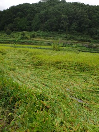 고추29286님의 벼 · 영농일지 작성글 사진