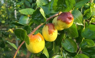 우창농원님의 자유주제 · 자유게시판 작성글 사진