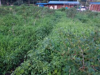 무덥고 습한 날씨에님의 팜모닝 · 출석 작성글 사진