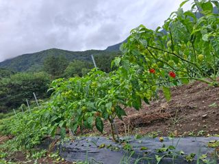 마도님의 고추 · 영농일지 작성글 사진