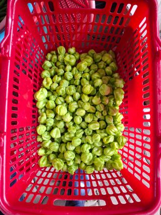 마도님의 고추 · 영농일지 작성글 사진