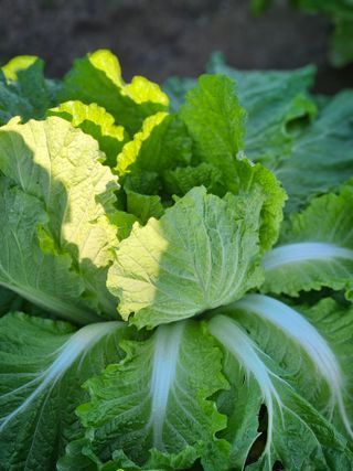 조정숙(1955)님의 자유주제 · 건의해요 작성글 사진