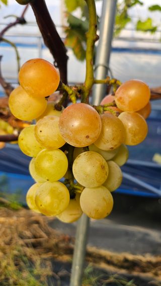 강화농부이씨님의 자유주제 · 자유게시판 작성글 사진