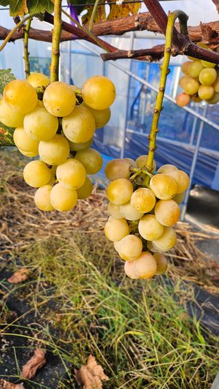 강화농부이씨님의 자유주제 · 자유게시판 작성글 사진