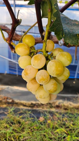 강화농부이씨님의 자유주제 · 자유게시판 작성글 사진