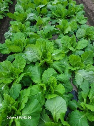 최덕병님의 배추 · 영농일지 작성글 사진