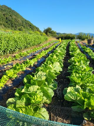 정용학님의 배추 · 영농일지 작성글 사진