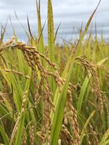 팜모닝 벼·영농일지 게시글 이미지