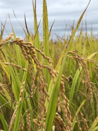 호박9794님의 벼 · 영농일지 작성글 사진