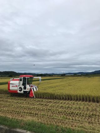 호박9794님의 벼 · 영농일지 작성글 사진