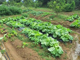 이호형님의 배추 · 영농일지 작성글 사진