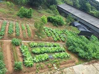 이호형님의 배추 · 영농일지 작성글 사진