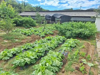 이호형님의 배추 · 영농일지 작성글 사진