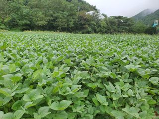반디불 농원님의 콩 · 영농일지 작성글 사진