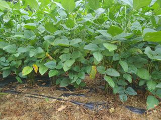 반디불 농원님의 콩 · 영농일지 작성글 사진