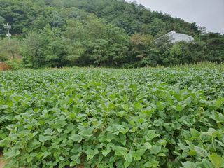 반디불 농원님의 콩 · 영농일지 작성글 사진