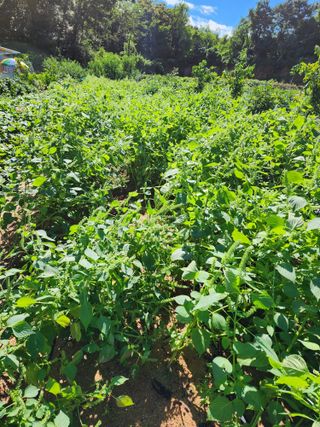 조선된장님의 들깨 · 영농일지 작성글 사진