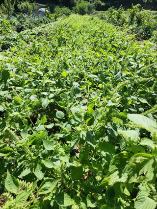 조선된장님의 들깨 · 영농일지 작성글 사진