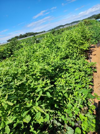 조선된장님의 들깨 · 영농일지 작성글 사진