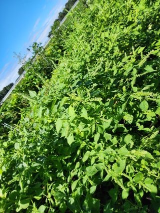 조선된장님의 들깨 · 영농일지 작성글 사진