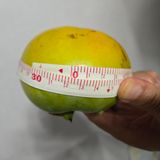 팜모닝 감·영농일지 게시글 이미지