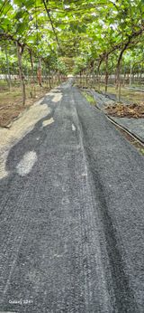 팜모닝 포도·영농일지 게시글 이미지