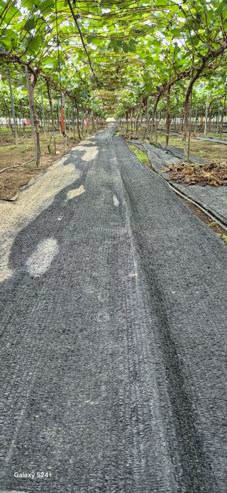 샤인 초보농부 님의 포도 · 영농일지 작성글 사진