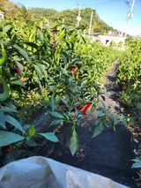 팜모닝 고추·영농일지 게시글 이미지