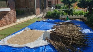 홍광희님의 참깨 · 영농일지 작성글 사진