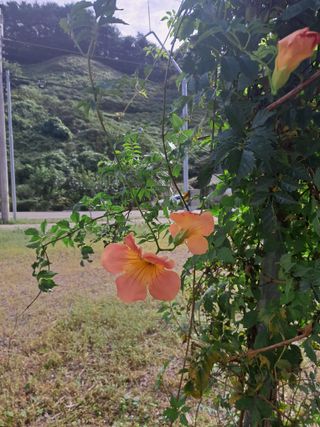 고산국토사랑풀뽑기님의 자유주제 · 자유게시판 작성글 사진