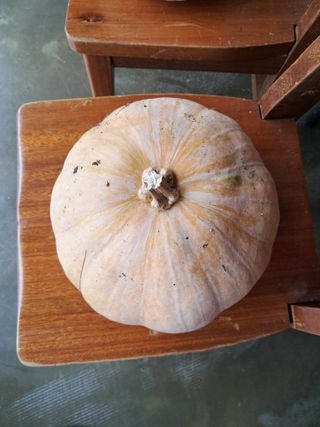 고산국토사랑풀뽑기님의 자유주제 · 자유게시판 작성글 사진