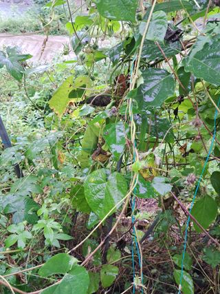 고산국토사랑풀뽑기님의 자유주제 · 자유게시판 작성글 사진