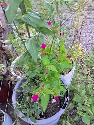 고산국토사랑풀뽑기님의 자유주제 · 자유게시판 작성글 사진