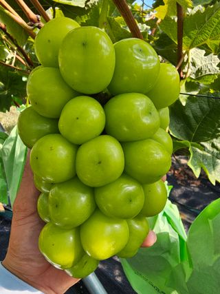 스카이마린님의 포도 · 영농일지 작성글 사진