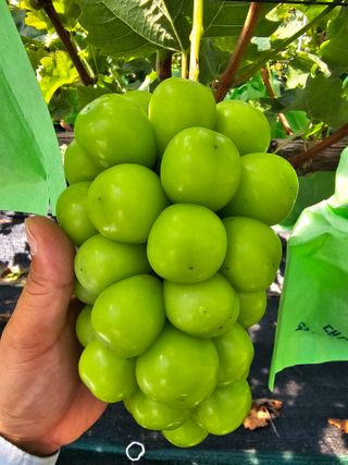 스카이마린님의 포도 · 영농일지 작성글 사진